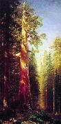 Albert Bierstadt The Great Trees, Mariposa Grove, California china oil painting artist